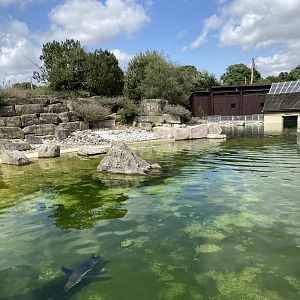 Humboldt penguin enclosure 150725