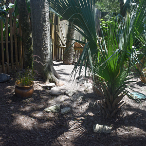 Jul. 2025 - Galapagos Tortoise Exhibit (Juvenile)