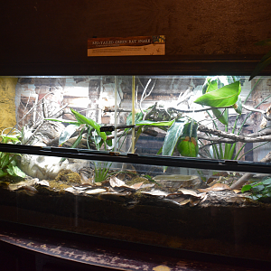 Jul. 2025 - KOMODO - Red-tailed Green Rat Snake Exhibit