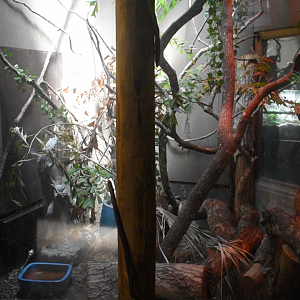 Jul. 2025 - KOMODO - Reticulated Python/White-lipped Python Exhibit