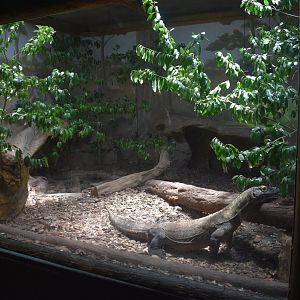 Jul. 2025 - KOMODO - Komodo Dragon Indoor Exhibit