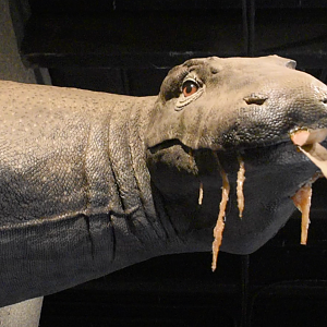 Jul. 2025 - KOMODO - Megalania