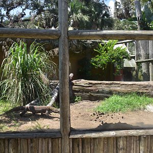 Jul. 2025 - KOMODO - Komodo Dragon Outdoor Exhibit