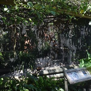 Jul. 2025 - White-rumped Shama, Bornean Crested Fireback, Bali Mynah Exhibit