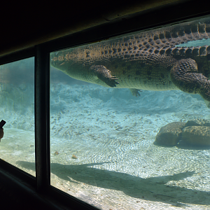 Jul. 2025 - MAXIMO - Saltwater Crocodile Exhibit Underwater View