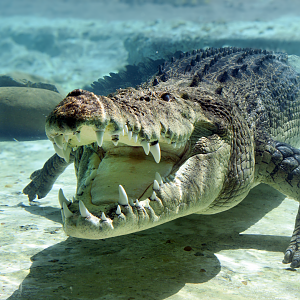 Jul. 2025 - MAXIMO - Saltwater Crocodile (Maximo)