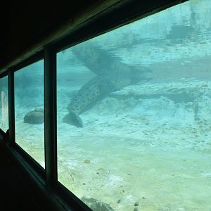Jul. 2025 - MAXIMO - Saltwater Crocodile Exhibit Underwater View