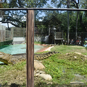 Jul. 2025 - MAXIMO - Saltwater Crocodile Exhibit (Maximo & Sydney)