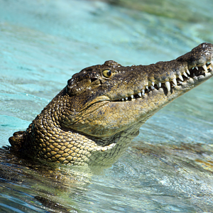 Jul. 2025 - MAXIMO - Saltwater Crocodile (Sydney)