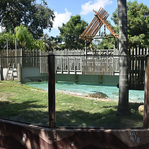Jul. 2025 - MAXIMO - Saltwater Crocodile Exhibit