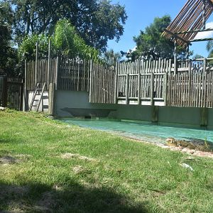 Jul. 2025 - MAXIMO - Saltwater Crocodile Exhibit