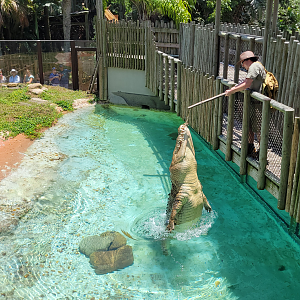 Jul. 2025 - MAXIMO - Saltwater Crocodile Exhibit - Feeding