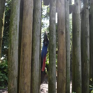 Jul. 2025 - Southern Cassowary (Right Exhibit)