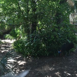 Jul. 2025 - Southern Cassowary (Right Exhibit)