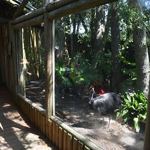 Jul. 2025 - Southern Cassowary (Left Exhibit)