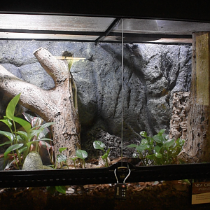 Jul. 2025 - Gomek Forever - New Caledonian Giant Gecko Exhibit