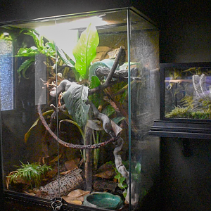 Jul. 2025 - Gomek Forever - Green Tree Python Exhibit