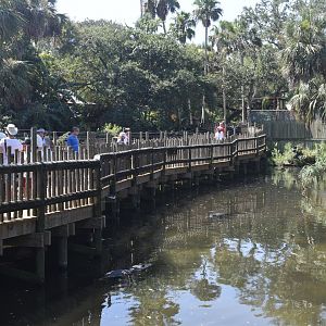 Jul. 2025 - Native Swamp & Rookery - American Alligators & American Crocodiles