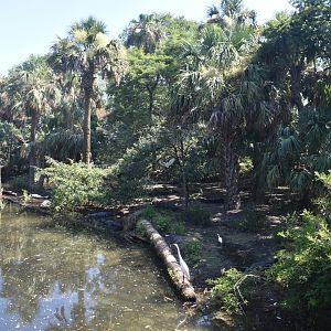 Jul. 2025 - Native Swamp & Rookery - American Alligators & American Crocodiles