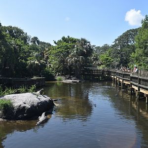 Jul. 2025 - Native Swamp & Rookery - American Alligators & American Crocodiles