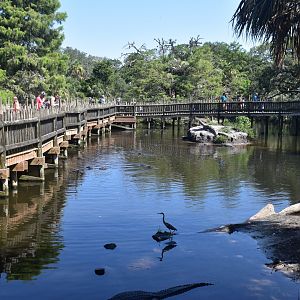 Jul. 2025 - Native Swamp & Rookery - American Alligators & American Crocodiles