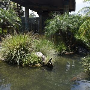 Jul. 2025 - Oasis on the Nile - Nile Crocodile Exhibit