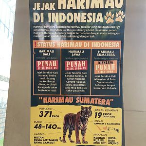 indonesian tiger signage