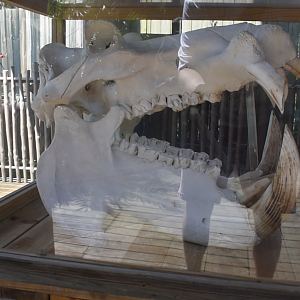 Jul. 2025 - Oasis on the Nile - Hippo Skull