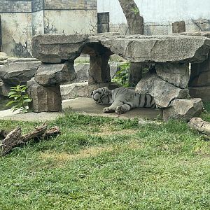 white tiger (panthera tigris tigris)