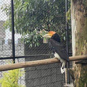 rhinoceros hornbill (buceros rhinoceros)
