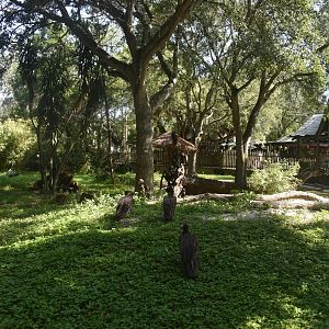 Jul. 2025 - Birds of Africa (5 Species)