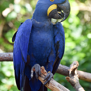 Jul. 2025 - Hyacinth Macaw
