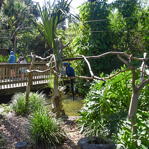 Jul. 2025 - Hyacinth Macaw Exhibit
