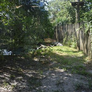 Jul. 2025 - Kids Zone - American Crocodile Exhibit (Former Disney's Animal Kingdom Resident)