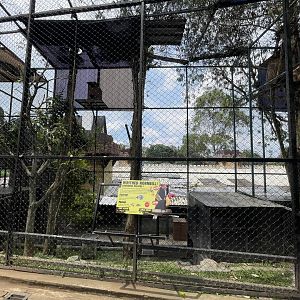 writhed hornbill exhibit