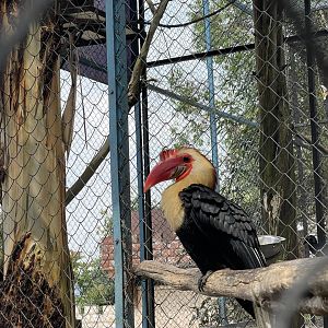 writhed hornbill (rhabdotorrhinus leucocephalus)