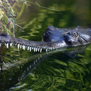 Jul. 2025 - Land of Crocodiles - Asia - Indian Gharial