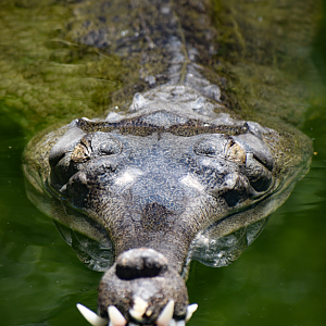 Jul. 2025 - Land of Crocodiles - Asia - Indian Gharial