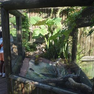 Jul. 2025 - Land of Crocodiles - Asia - Freshwater Crocodile/Southeast Asian Box Turtle Exhibit