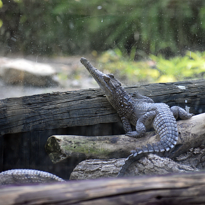 Jul. 2025 - Land of Crocodiles - Asia - Freshwater Crocodile (Juvenile)