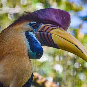 Jul. 2025 - Land of Crocodiles - Asia - Knobbed Hornbill