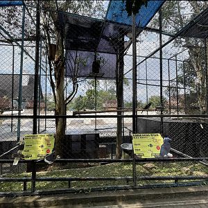 oriental pied & black hornbill exhibit