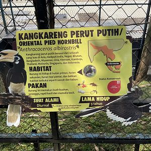 oriental pied hornbill signage