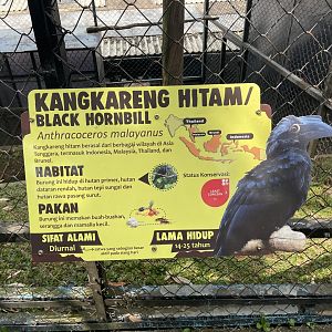 black hornbill signage