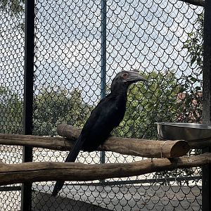 black hornbill (anthracoceros malayanus)