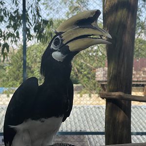 oriental pied hornbill (anthracoceros albirostris)