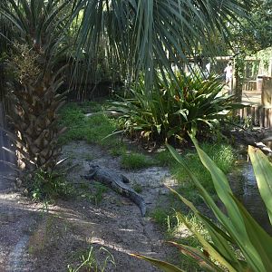 Jul. 2025 - Land of Crocodiles - Asia - Siamese Crocodile Exhibit