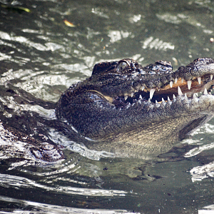 Jul. 2025 - Land of Crocodiles - Asia - Siamese Crocodile Exhibit