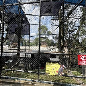 southern rufous hornbill exhibit