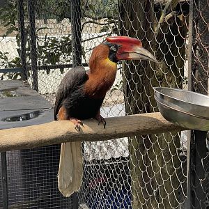 southern rufous hornbill (buceros mindanensis)